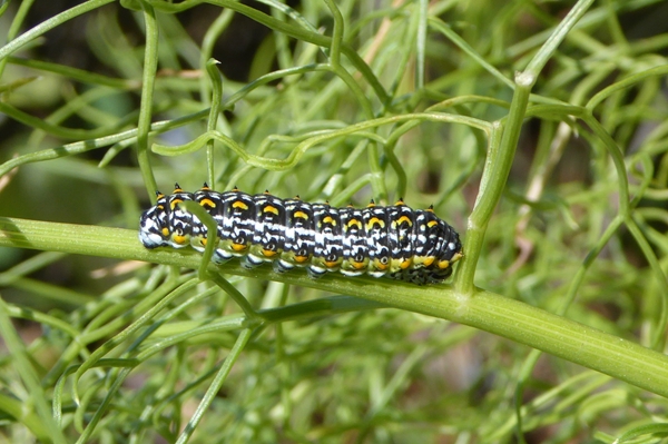 3 Papilio hospiton